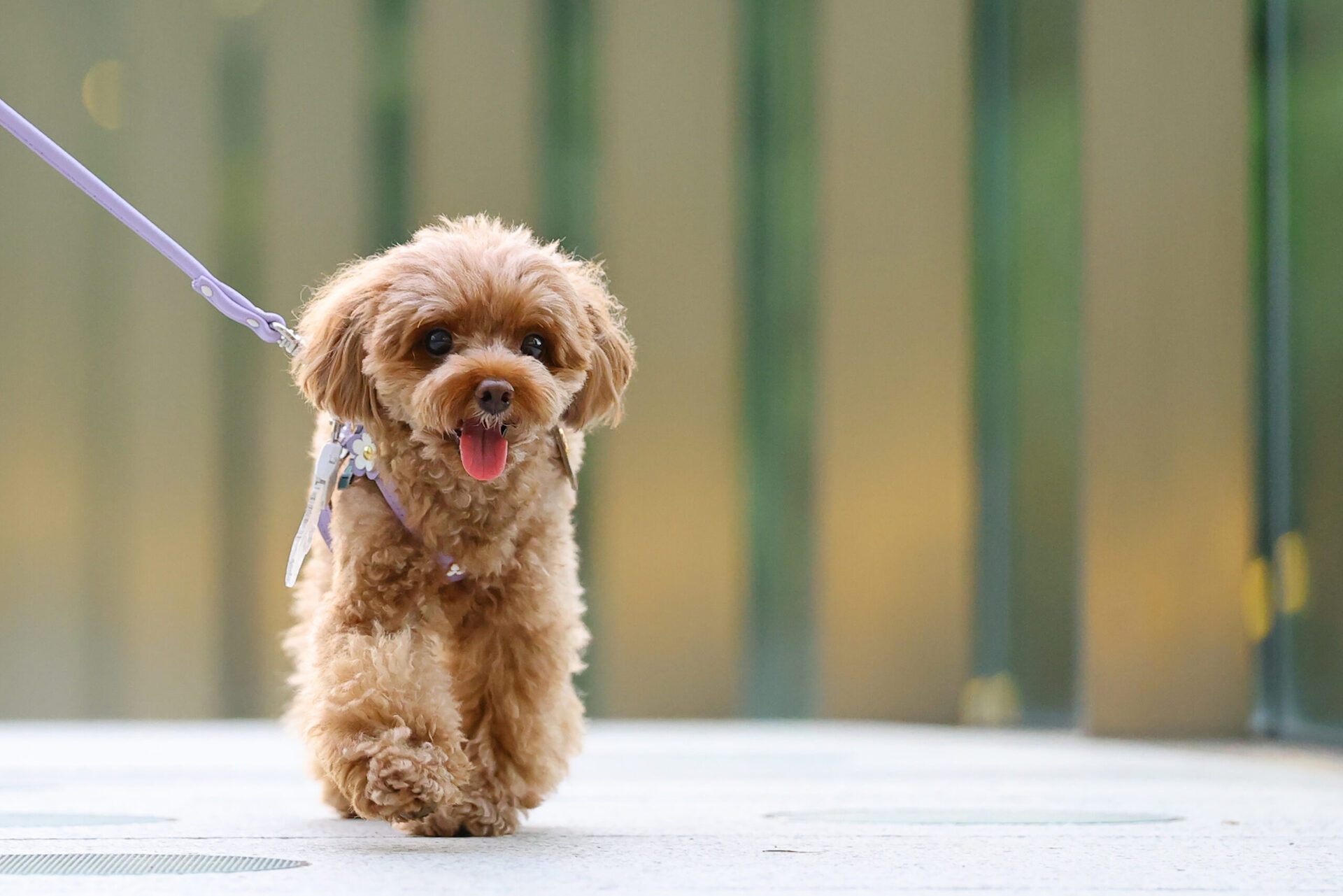 旅行出発地までの送迎 （ペット同伴旅行など）