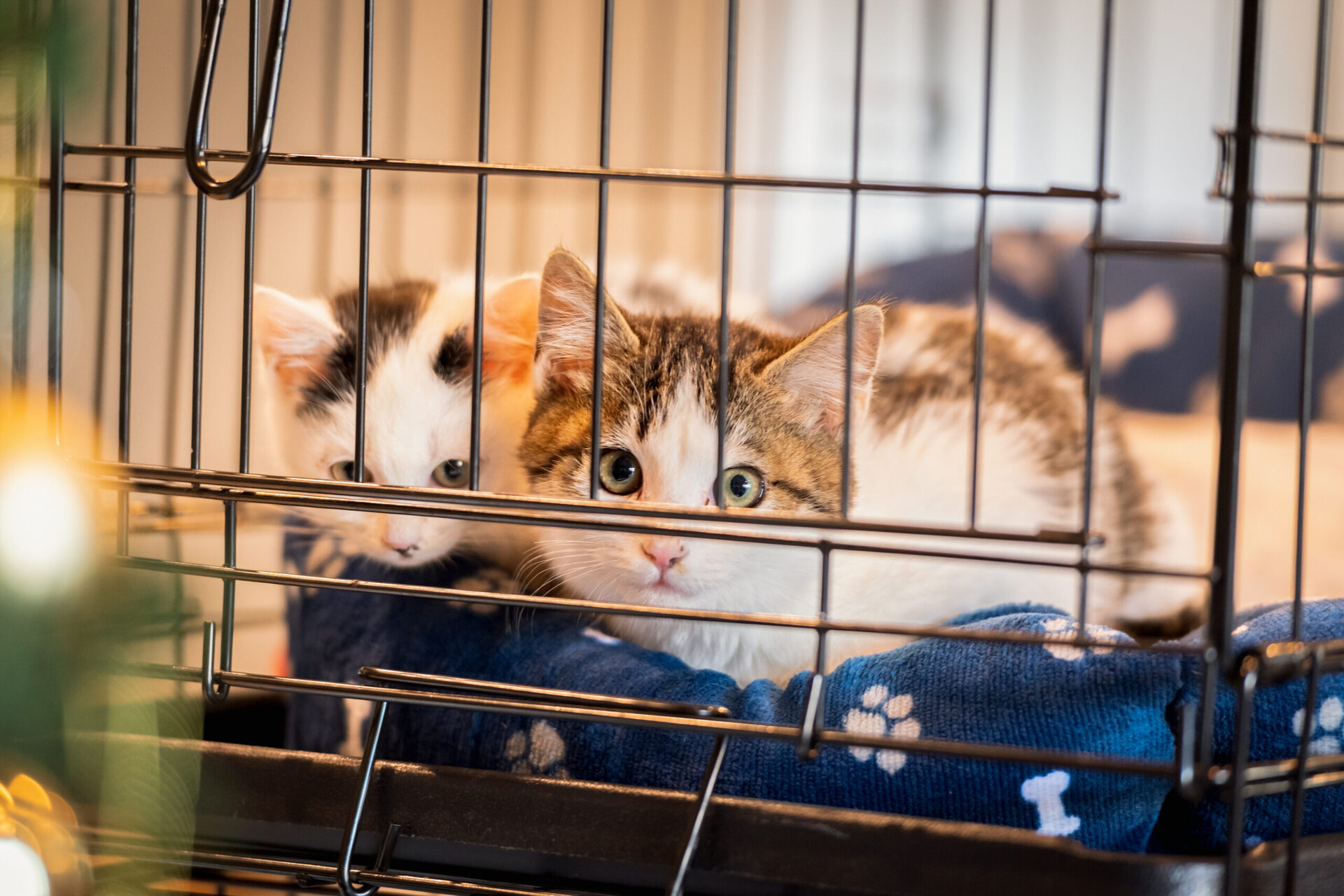 保護犬、保護猫の搬送支援 （関係機関と連携）