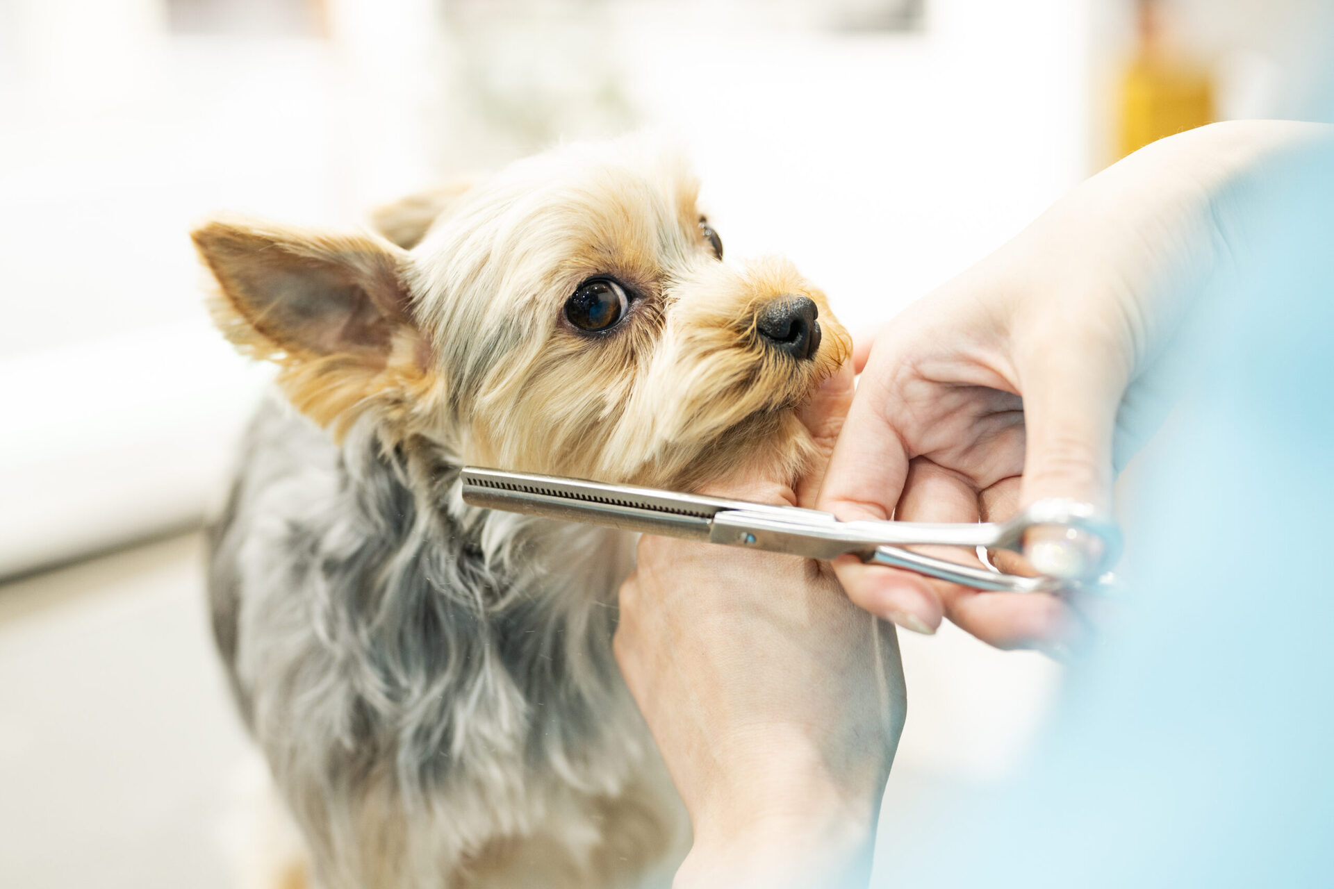 トリミング・ホテル・しつけ教室への送迎